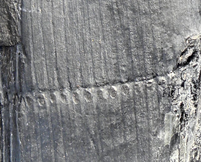 Calamites met infranodale littekens